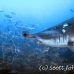 shark_hammerhead_scalloped_ci_h_0067_cr.jpg